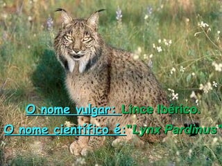 O nome vulgar:  Lince Ibérico. O nome científico é: " Lynx Pardinus" 