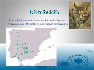 Distribuição        O Lince Ibérico somente existe em Portugal e Espanha.  Apenas existem 100 destes felinos em todo este território. 