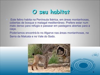 O seu habitat   Este felino habita na Península Ibérica, em áreas montanhosas, cobertas de bosque e matagal mediterrâneo. Prefere estar num mato denso para refúgio e passear em pastagens abertas para a caça.  Poderíamos encontrá-lo no Algarve nas áreas montanhosas, na Serra da Malcata e no Vale do Sado.   