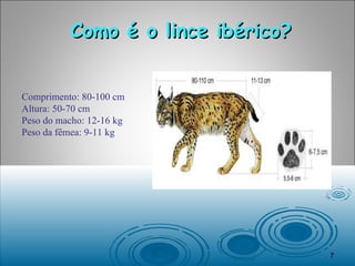 Como é o lince ibérico? Comprimento: 80-100 cm Altura: 50-70 cm Peso do macho: 12-16 kg Peso da fêmea: 9-11 kg 