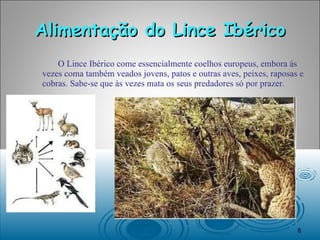 Alimentação do Lince Ibérico O Lince Ibérico come essencialmente coelhos europeus, embora ás vezes coma também veados jovens, patos e outras aves, peixes, raposas e cobras. Sabe-se que às vezes mata os seus predadores só por prazer. 