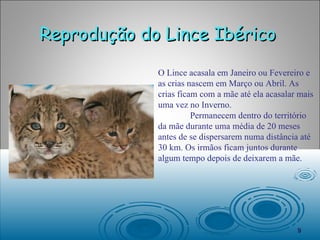 Reprodução do Lince Ibérico  O Lince acasala em Janeiro ou Fevereiro e as crias nascem em Março ou Abril. As crias ficam com a mãe até ela acasalar mais uma vez no Inverno. Permanecem dentro do território da mãe durante uma média de 20 meses antes de se dispersarem numa distância até 30 km. Os irmãos ficam juntos durante algum tempo depois de deixarem a mãe. 