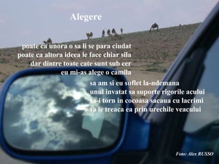 poate ca unora o sa li se para ciudat poate ca altora ideea le face chiar sila dar dintre toate cate sunt sub cer eu mi-as alege o camila sa am si eu suflet la-ndemana unul invatat sa suporte rigorile acului sa-i torn in cocoasa sacaua cu lacrimi sa le treaca ea prin urechile veacului Alegere Foto: Alex RUSSO 