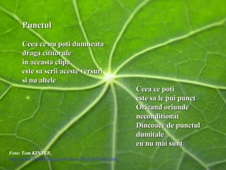 Punctul   Ceea ce nu poti dumneata draga cititorule in aceasta clipa este sa scrii aceste versuri si nu altele Ceea ce poti este sa le pui punct Oricand oriunde neconditionat Dincoace de punctul dumitale eu nu mai sunt Foto: Tom KINTER, http://www.tkinter.smig.net/Gallery/StarLeafVeins.htm 
