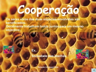 Cooperação Os seres vivos das duas espécies envolvidas são beneficiados. Geralmente trabalham todos juntos para um mesmo objectivo. Ex. Sociedade das abelhas. 