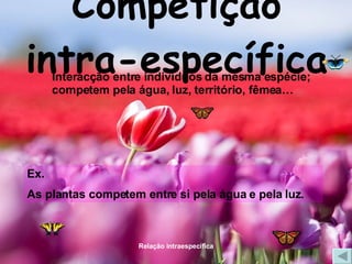 Competição intra-específica Interacção entre indivíduos da mesma espécie; competem pela água, luz, território, fêmea… Ex. As plantas competem entre si pela água e pela luz. 