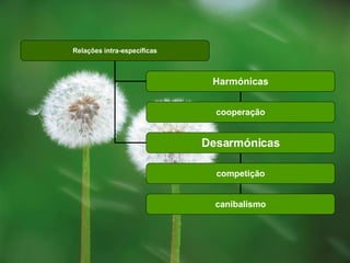Relações intra-específicas cooperação competição canibalismo Harmónicas Desarmónicas 