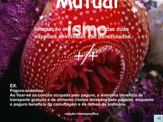 Mutualismo Interacção em que os seres das duas  espécies envolvidas são beneficiados. EX. Paguro-anémona Ao fixar-se na concha ocupada pelo paguro, a anémona beneficia de transporte gratuito e de alimento (restos deixados pelo paguro), enquanto o paguro   beneficia da camuflagem e da defesa da anémona. +/+ 