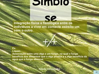 Simbiose Ex. Líquen Associação entre uma alga e um fungo, na qual o fungo beneficia dos alimentos que a alga produz e a alga beneficia da água que o fungo absorve. Integração física e fisiológica entre os indivíduos a viver em contacto estreito um com o outro. +/+ 