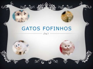 GATOS FOFINHOS
 