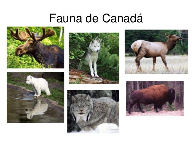 Canadá