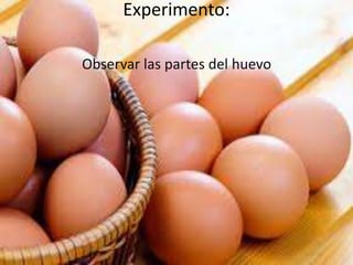 Experimento:
Observar las partes del huevo
 