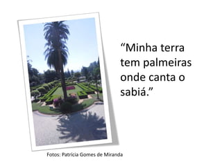 “Minha terra
tem palmeiras
onde canta o
sabiá.”
Fotos: Patrícia Gomes de Miranda
 