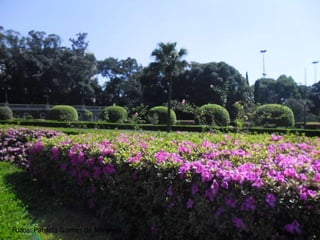 Fotos: Patrícia Gomes de Miranda
 