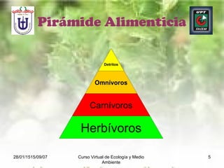 28/01/1515/09/07 Curso Virtual de Ecología y Medio
Ambiente
5
Pirámide Alimenticia
Detritos
Omnívoros
Carnívoros
Herbívoros
 