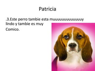Patricia
.3.Este perro tambie esta muuuuuuuuuuuuuy
lindo y tambie es muy
Comico.
 