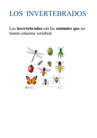 LOS INVERTEBRADOS
Los invertebrados son los animales que no
tienen columna vertebral.
 