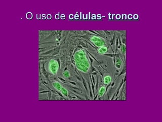 . O uso de  células -  tronco   
