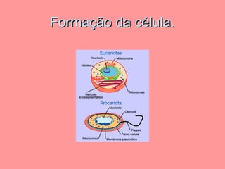 Formação da célula. 