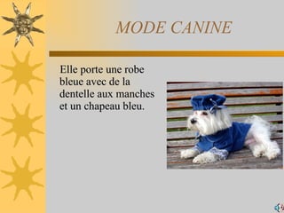 MODE CANINE ,[object Object]