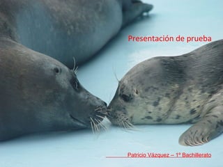 Presentación de prueba Patricio Vázquez – 1º Bachillerato 
