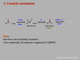 3. Catalytic mechanism
Notes
•Involves two hydride transfers
•Two molecules of cofactor required (NADPH)
O
R S CoA
O
R S CoA
H
M eval dyl - C
oA
NADPH
NADP
+H
R H
M eval dehyde
+ C
oA
SH
N
A
D
PH + H OH
R H
H
O
NADP
Melvaldyl-CoA Melvaldehyde
+ CoASH
NADPH + H+
NADP+
+H+
NADPH
NADP+
 