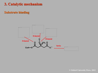 3. Catalytic mechanism
Substrate binding
H-bond
H-bond
H-bond
Ionic
O CH3 O
O
S
O
CoA
H
-
 