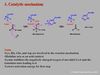 Notes
•Lys, His, Glu, and Asp are involved in the reaction mechanism
•Histidine acts as an acid catalyst
•Lysine stabilises the negatively charged oxygen of mevaldyl-CoA and the
transition state leading to it
•Lowers activation energy for first step
3. Catalytic mechanism
N
Lys-691
H H
H
O
R S CoA
H
-b
ond
H
NH
N
H
His-866
Mevaldehyde
O
R H
N
Lys-691
H H
H
H-bond
NH
N
His-866
SH CoA
Mevaldyl-CoA
O
R S CoA
H
N
Lys-691
H H
H
H-bond
Ionic
 