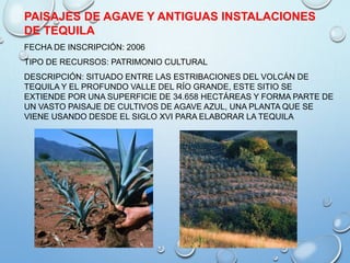 PAISAJES DE AGAVE Y ANTIGUAS INSTALACIONES
DE TEQUILA
FECHA DE INSCRIPCIÓN: 2006
TIPO DE RECURSOS: PATRIMONIO CULTURAL
DESCRIPCIÓN: SITUADO ENTRE LAS ESTRIBACIONES DEL VOLCÁN DE
TEQUILA Y EL PROFUNDO VALLE DEL RÍO GRANDE, ESTE SITIO SE
EXTIENDE POR UNA SUPERFICIE DE 34.658 HECTÁREAS Y FORMA PARTE DE
UN VASTO PAISAJE DE CULTIVOS DE AGAVE AZUL, UNA PLANTA QUE SE
VIENE USANDO DESDE EL SIGLO XVI PARA ELABORAR LA TEQUILA
 