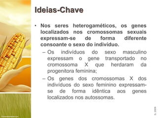Ideias-Chave
• Nos seres heterogaméticos, os genes
  localizados nos cromossomas sexuais
  expressam-se       de    forma ...