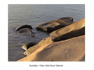 Guaiúba – Foto: Júlio Cesar Valente
 