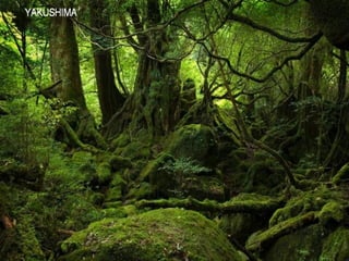 Patrimonio de-la-humanidad20-milespowerpoints.com