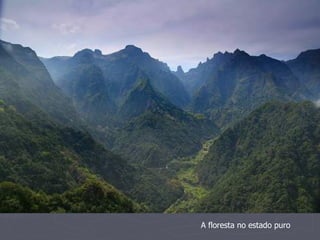 A floresta no estado puro
 