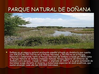PARQUE NATURAL DE DOÑANA




   Doñana es un espacio natural protegido español situado en Andalucía que cuenta
    con 104.970 ha (50.720 ha en el Parque Nacional, y 54.250 ha en el Parque
    Natural).1 Comprende tanto el Parque Nacional de Doñana (creado en 1969) como
    al Parque Natural de Doñana (también llamado Parque Natural del Entorno de
    Doñana o pre-parque, creado en 1989, y ampliado en 1997), y su gran extensión de
    marismas acoge durante el invierno a numerosas especies de aves acuáticas, que
    suelen alcanzar cada año los 200.000 individuos.
 