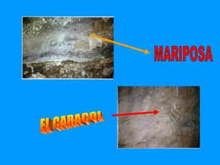 EL CARACOL MARIPOSA 