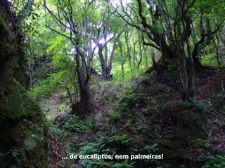 …  de eucaliptos, nem palmeiras! 
