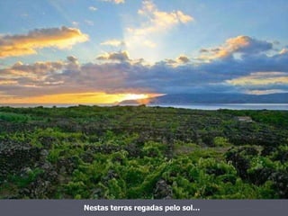 Nestas terras regadas pelo sol… 