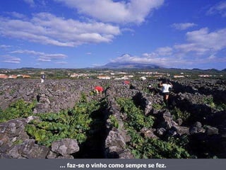 …  faz-se o vinho como sempre se fez. 
