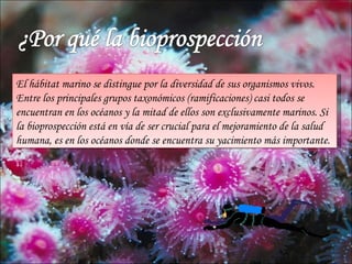 El hábitat marino se distingue por la diversidad de sus organismos vivos.
Entre los principales grupos taxonómicos (ramificaciones) casi todos se
encuentran en los océanos y la mitad de ellos son exclusivamente marinos. Si
la bioprospección está en vía de ser crucial para el mejoramiento de la salud
humana, es en los océanos donde se encuentra su yacimiento más importante.
 