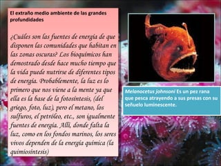 El extraño medio ambiente de las grandes
profundidades


¿Cuáles son las fuentes de energía de que
disponen las comunidades que habitan en
las zonas oscuras? Los bioquímicos han
demostrado desde hace mucho tiempo que
la vida puede nutrirse de diferentes tipos
de energía. Probablemente, la luz es lo
primero que nos viene a la mente ya que       Melanocetus johnsoni Es un pez rana
ella es la base de la fotosíntesis, (del      que pesca atrayendo a sus presas con su
                                              señuelo luminescente.
griego, foto, luz), pero el metano, los
sulfuros, el petróleo, etc., son igualmente
fuentes de energía. Allí, donde falta la
luz, como en los fondos marinos, los seres
vivos dependen de la energía química (la
quimiosíntesis)
 