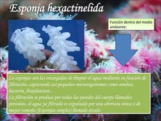 Función dentro del medio
                                                     ambiente:




La esponjas son las encargadas de limpiar el agua mediante su función de
filtración, capturando así pequeños microorganismos como amebas,
bacteria, fitoplancton .
La filtración se produce por todas las paredes del cuerpo llamados
porositos, el agua ya filtrada es expulsada por una abertura única o de
mayor tamaño (Esponjas simples) llamado ósculo.
 
