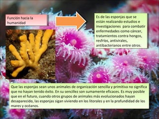 Función hacia la                                       Es de las esponjas que se
humanidad                                              están realizando estudios e
                                                       investigaciones para combatir
                                                       enfermedades como cáncer,
                                                       tratamientos contra hongos,
                                                       resfríos, antivirales,
                                                       antibacterianos entre otros.




  Que las esponjas sean unos animales de organización sencilla y primitiva no significa
  que no hayan tenido éxito. En su sencillez son sumamente eficaces. Es muy posible
  que en el futuro, cuando otros grupos de animales más evolucionados hayan
  desaparecido, las esponjas sigan viviendo en los litorales y en la profundidad de los
  mares y océanos.
 