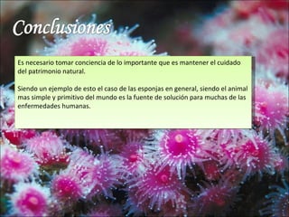 Es necesario tomar conciencia de lo importante que es mantener el cuidado
del patrimonio natural.

Siendo un ejemplo de esto el caso de las esponjas en general, siendo el animal
mas simple y primitivo del mundo es la fuente de solución para muchas de las
enfermedades humanas.
 