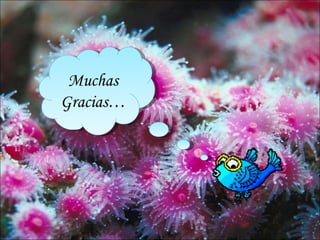 Muchas
Gracias…
 