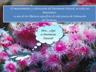 El mantenimiento y valorización del Patrimonio Natural, en todas sus
                             dimensiones,
   es uno de los Objetivos específicos de todo proceso de Ordenación
                             del Territorio.


                           Pero…¿Qué
                          es Patrimonio
                             Natural?
 