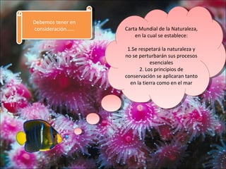 Debemos tener en
consideración……    Carta Mundial de la Naturaleza,
                       en la cual se establece:

                    1.Se respetará la naturaleza y
                   no se perturbarán sus procesos
                               esenciales
                          2. Los principios de
                   conservación se aplicaran tanto
                     en la tierra como en el mar
 