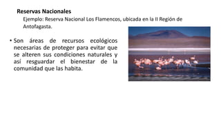 Reservas Nacionales
Ejemplo: Reserva Nacional Los Flamencos, ubicada en la II Región de
Antofagasta.
• Son áreas de recursos ecológicos
necesarias de proteger para evitar que
se alteren sus condiciones naturales y
así resguardar el bienestar de la
comunidad que las habita.
 