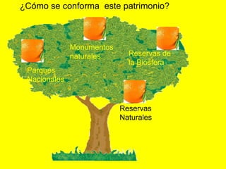 ¿Cómo se conforma este patrimonio?



              Monumentos
              naturales      Reservas de
                             la Biosfera
 Parques
 Nacionales


                           Reservas
                           Naturales
 