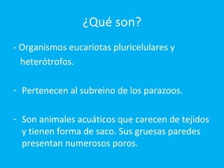 ¿Qué son? - Organismos eucariotas pluricelulares y  heterótrofos. Pertenecen al subreino de los parazoos. Son animales acuáticos que carecen de tejidos y tienen forma de saco. Sus gruesas paredes presentan numerosos poros. 