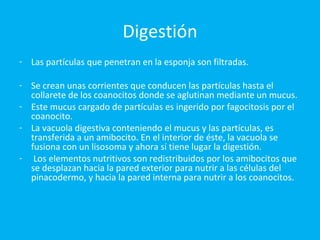 Digestión Las partículas que penetran en la esponja son filtradas.  Se crean unas corrientes que conducen las partículas hasta el collarete de los coanocitos donde se aglutinan mediante un mucus.  Este mucus cargado de partículas es ingerido por fagocitosis por el coanocito.  La vacuola digestiva conteniendo el mucus y las partículas, es transferida a un amibocito. En el interior de éste, la vacuola se fusiona con un lisosoma y ahora sí tiene lugar la digestión. Los elementos nutritivos son redistribuidos por los amibocitos que se desplazan hacia la pared exterior para nutrir a las células del pinacodermo, y hacia la pared interna para nutrir a los coanocitos. 